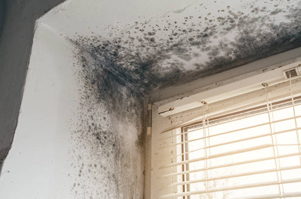 Affordable Mold Cleanup solutions in Oregon City, OR